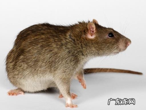 老鼠吃什么食物为主 老鼠的生活特征