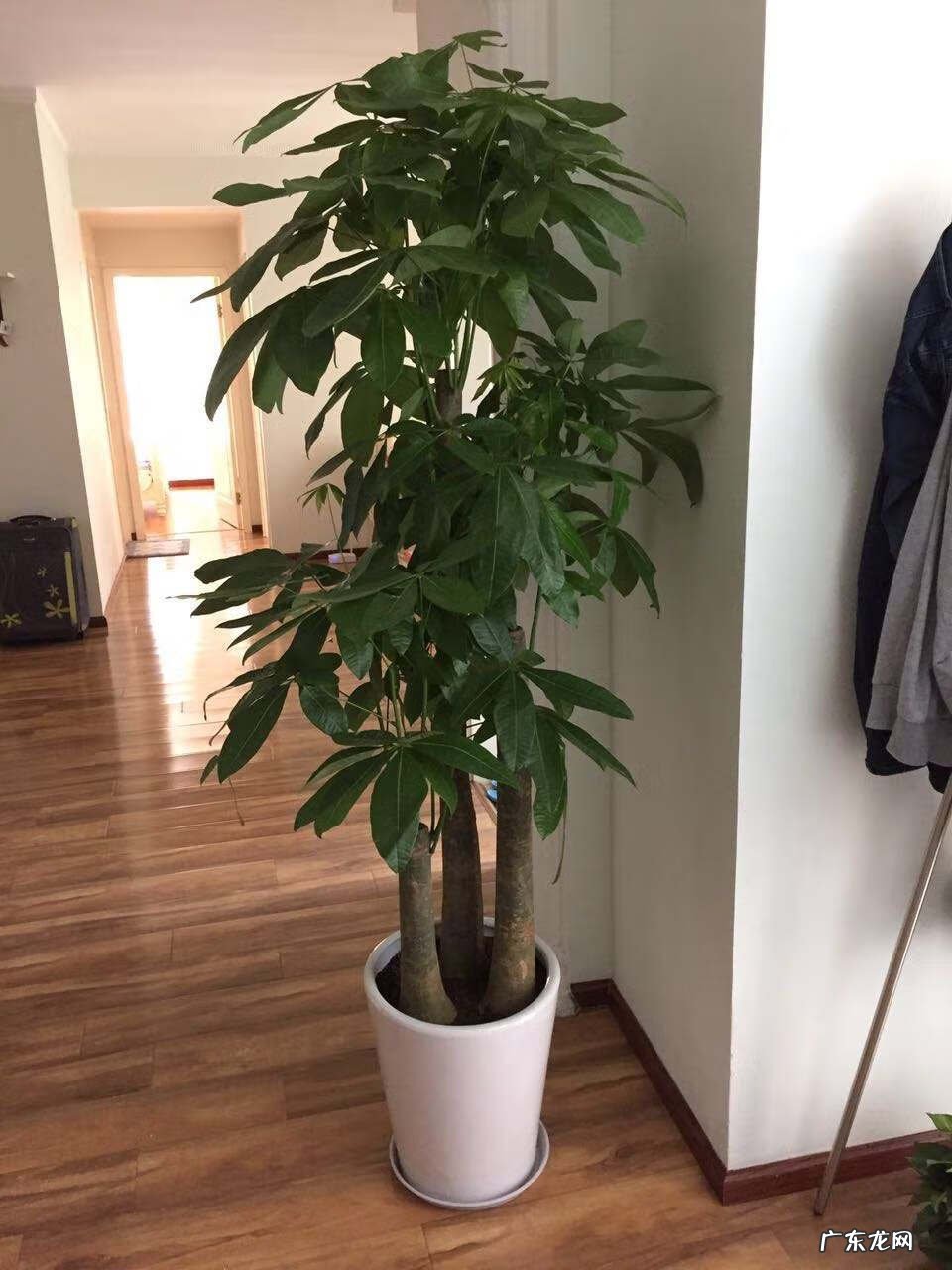 盆景的树都有哪些树种类 家居风水树的种类