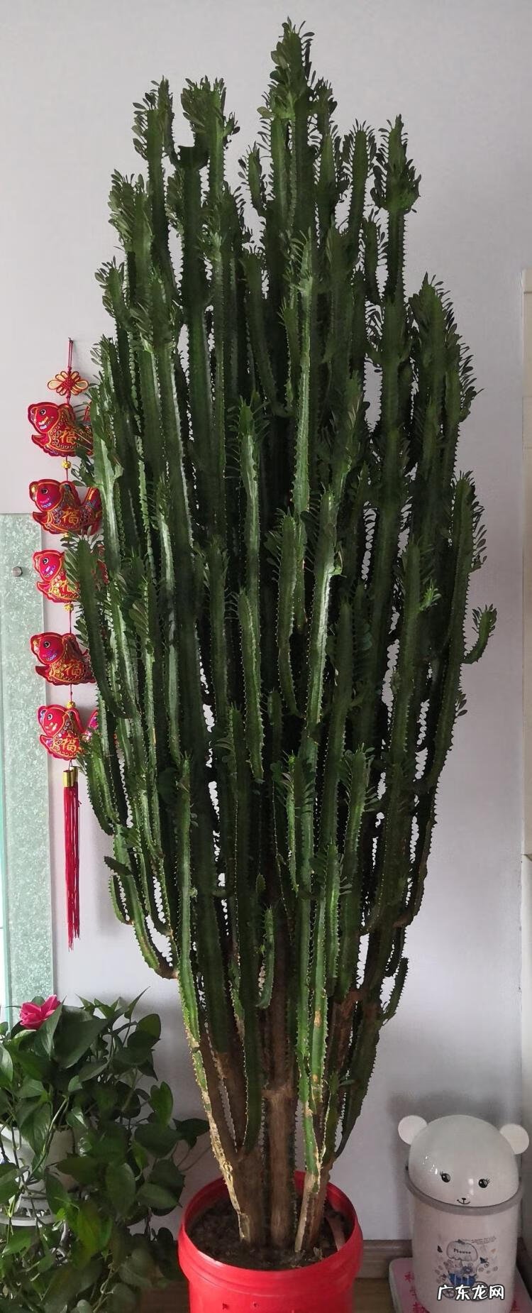 盆景的树都有哪些树种类 家居风水树的种类