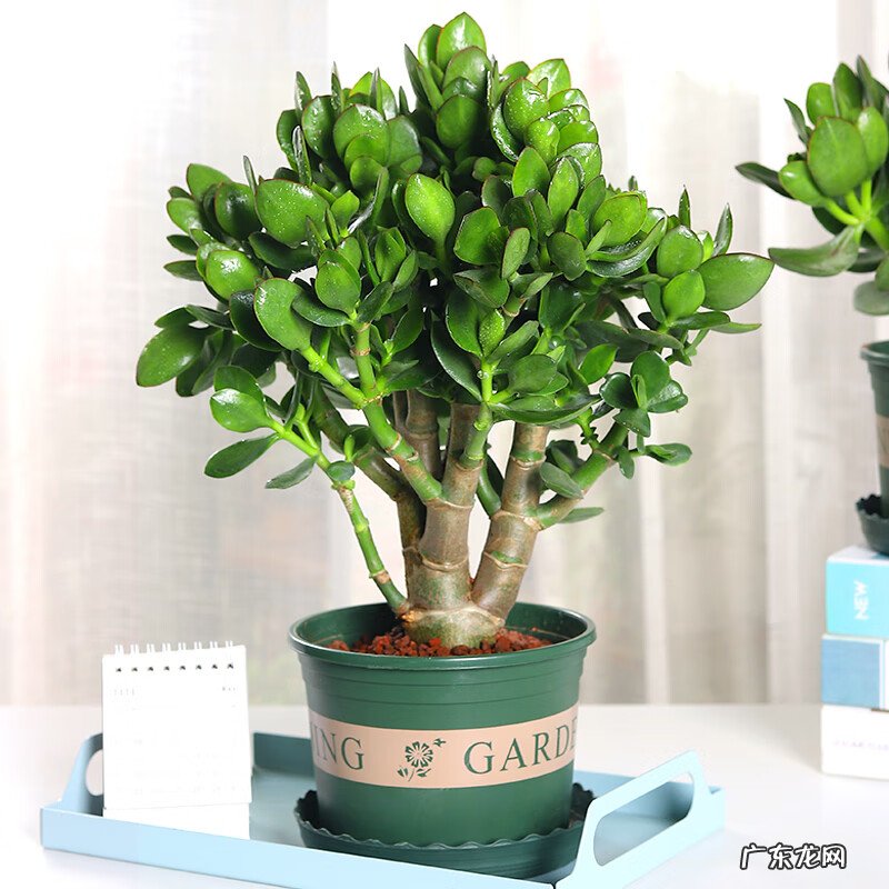 盆景的树都有哪些树种类 家居风水树的种类