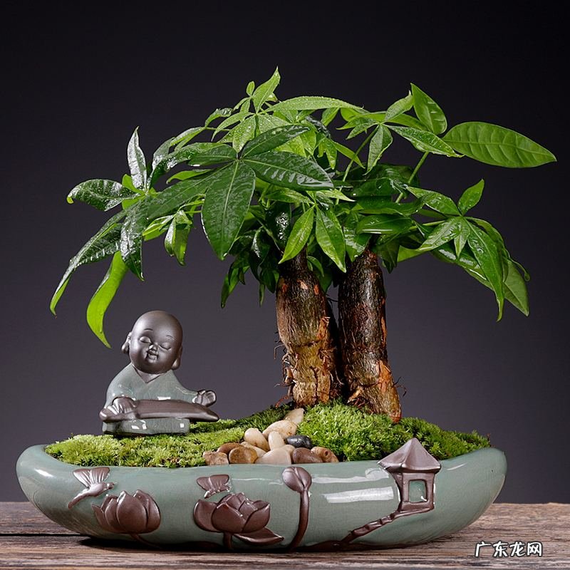 盆景的树都有哪些树种类 家居风水树的种类