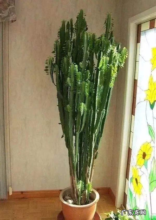 盆景的树都有哪些树种类 家居风水树的种类