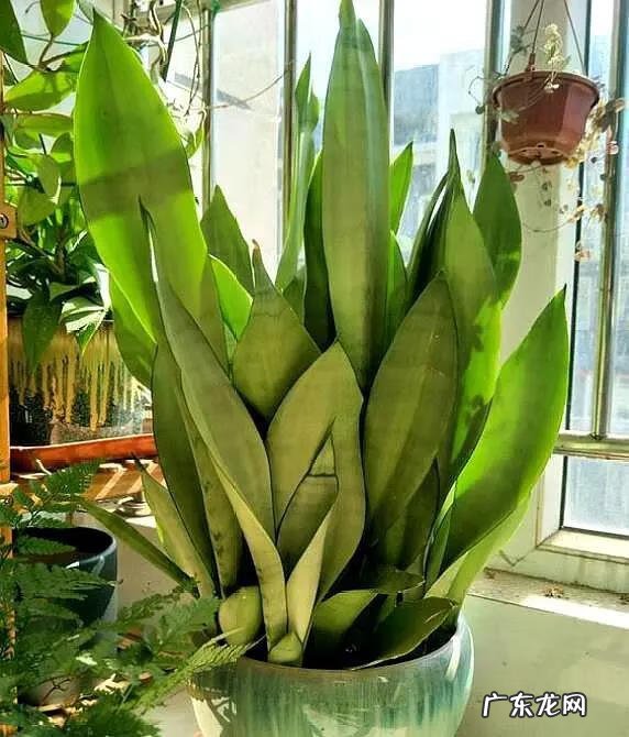 盆景的树都有哪些树种类 家居风水树的种类