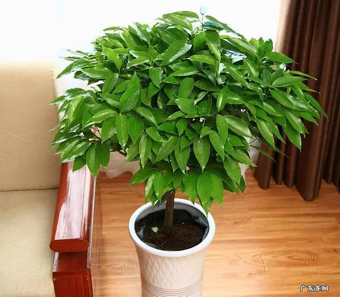 盆景的树都有哪些树种类 家居风水树的种类