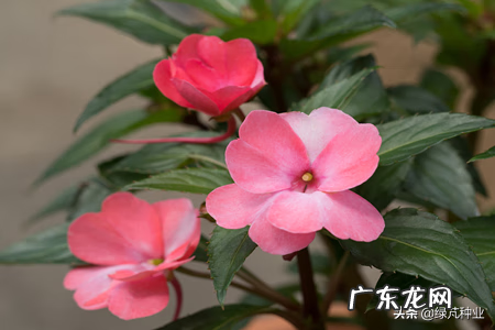 凤仙花 茶花凤仙花