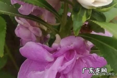 凤仙花 茶花凤仙花