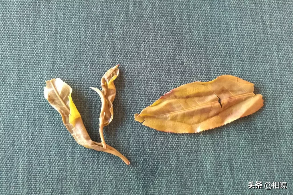 如何辨别茶叶的真假?