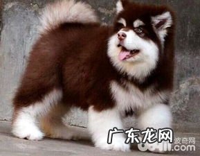 阿拉斯加犬怎么喂食 纯种阿拉斯加幼犬多少钱一只