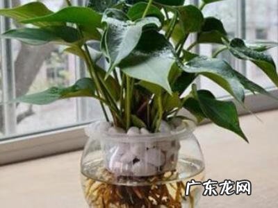 红掌的风水作用及摆放 红掌水培盘风水寓意是什么