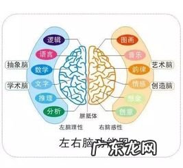 左撇子用左脑还是右脑 左撇子是左脑还是右脑发达呢