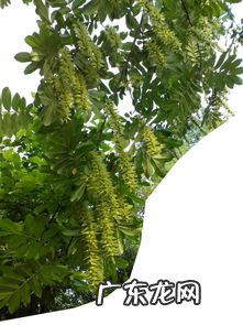 各种树名称大全 树名称大全名字和寓意