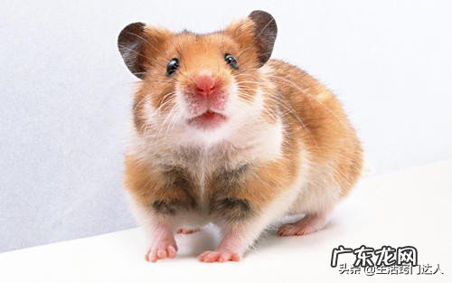 怎么彻底清除老鼠的屎尿味 怎么用老鼠药