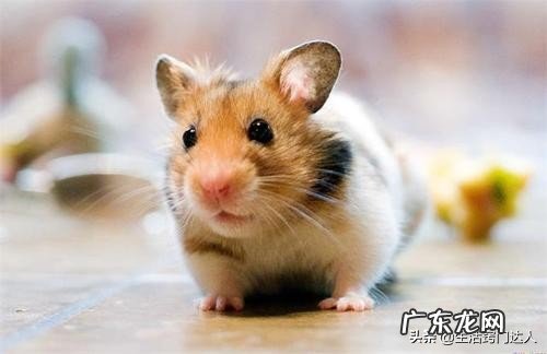 怎么彻底清除老鼠的屎尿味 怎么用老鼠药