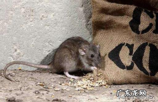 怎么彻底清除老鼠的屎尿味 怎么用老鼠药