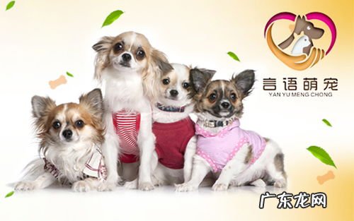 宠物托运怎么这么贵 宠物怎么托运回家要多少钱