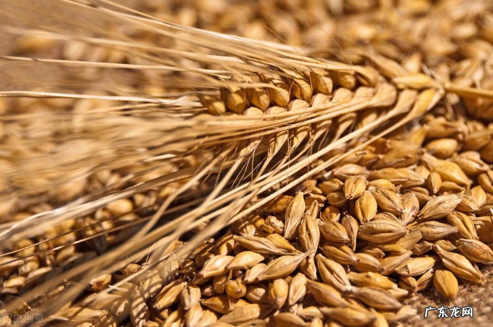 啤酒怎么酿造出来的 酿酒酵母和酒精的关系