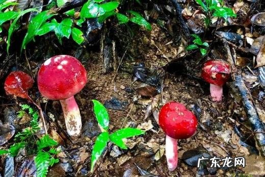 抖音红伞伞白杆杆歌名 抖音红伞伞白杆杆是什么梗啊