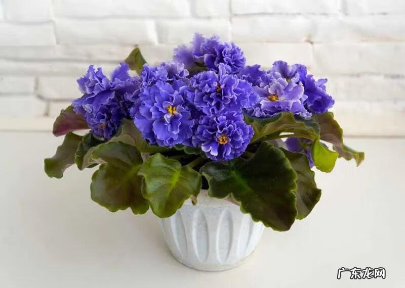 常见观花植物 观花植物有哪些