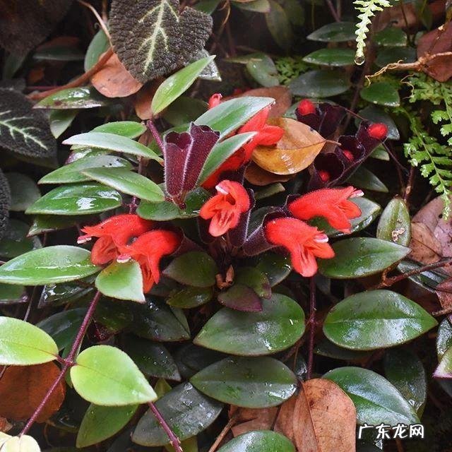 常见观花植物 观花植物有哪些