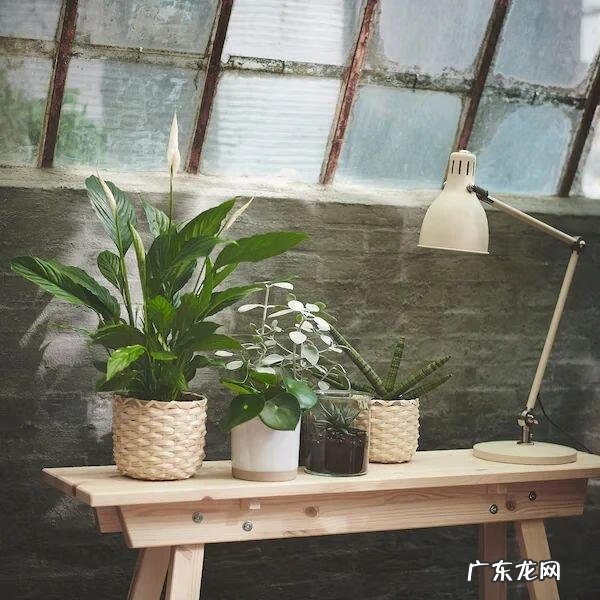 常见观花植物 观花植物有哪些