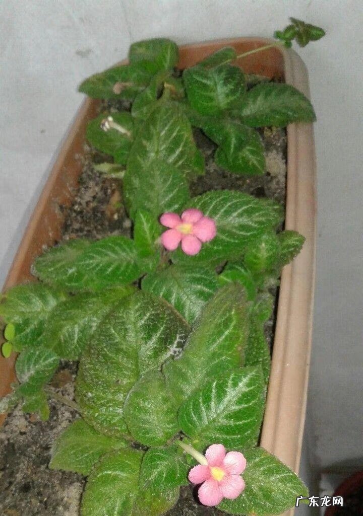 常见观花植物 观花植物有哪些