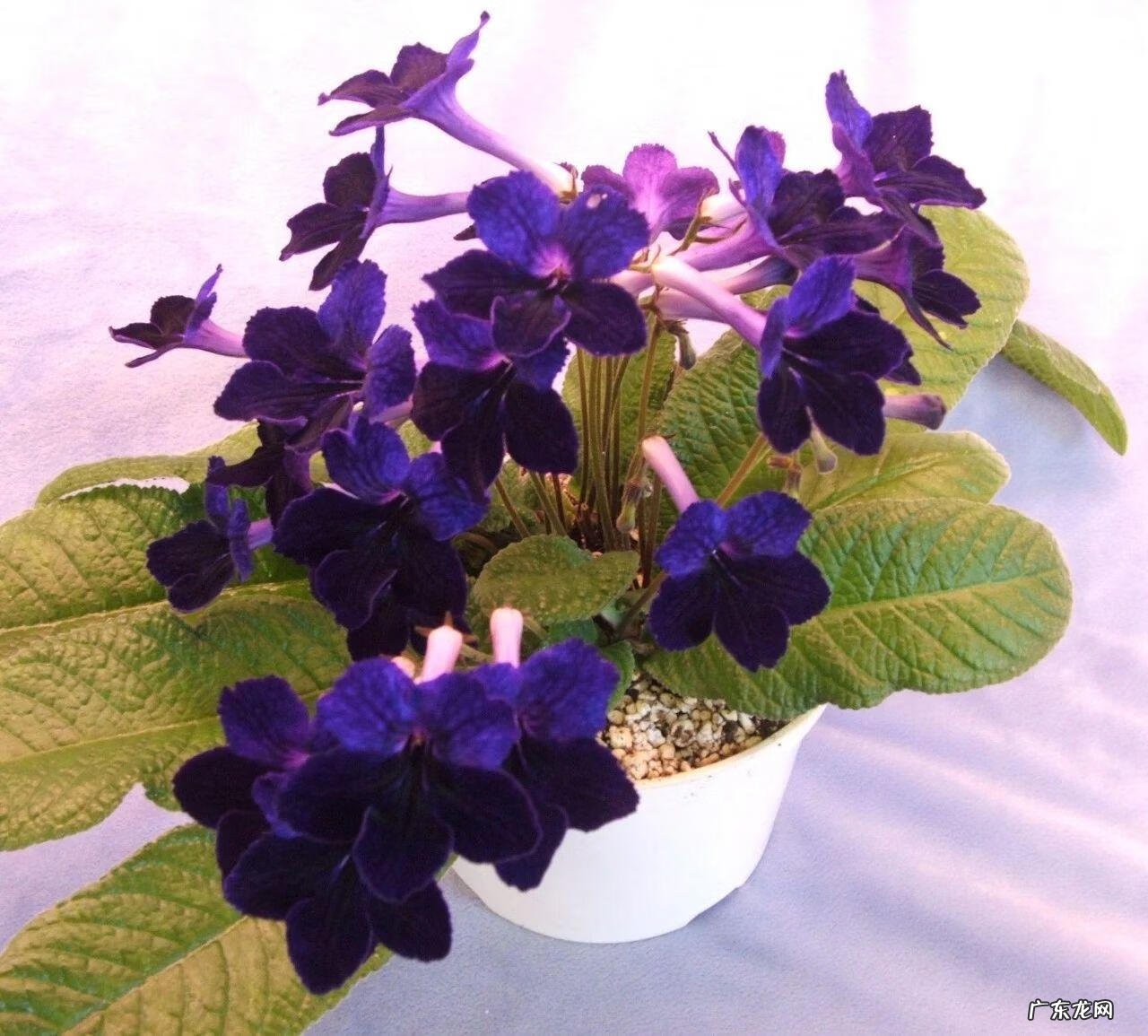 常见观花植物 观花植物有哪些