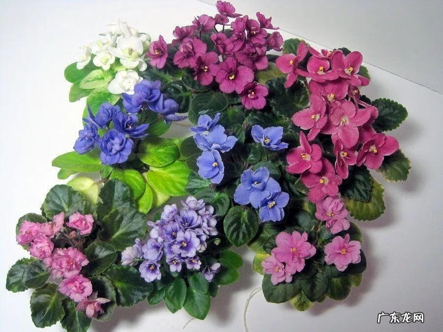 常见观花植物 观花植物有哪些