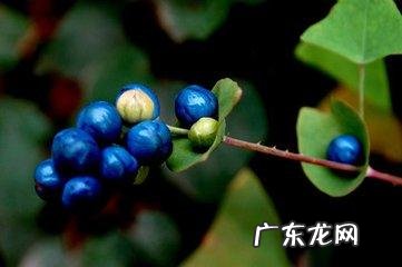 南烛树是什么样子 南烛子别名