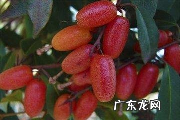 南烛树是什么样子 南烛子别名