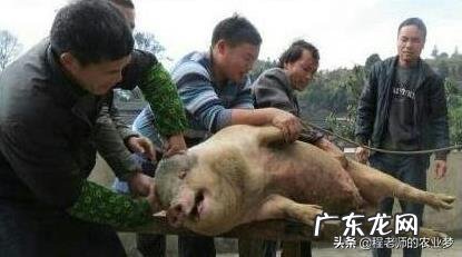 2021是寡妇年,“寡年遇牛,九屠共猪”,啥意思?