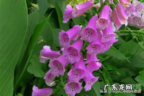 风铃草的寓意是什么花 风铃草的花季