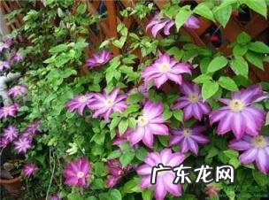 铁线莲花语查理苏 铁线莲的美句