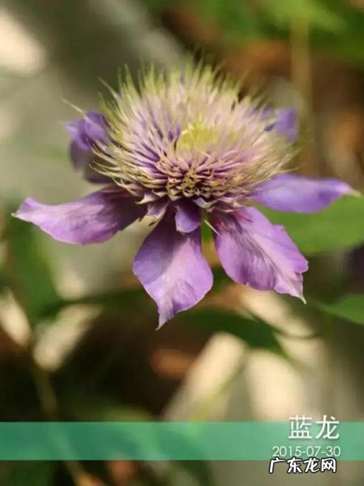 铁线莲花语查理苏 铁线莲的美句