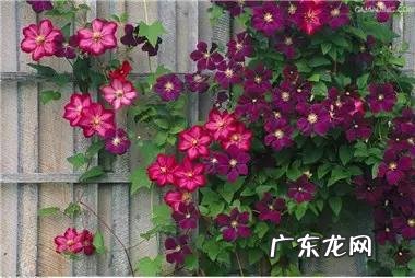 铁线莲花语查理苏 铁线莲的美句