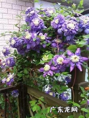 铁线莲花语查理苏 铁线莲的美句