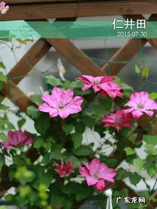 铁线莲花语查理苏 铁线莲的美句