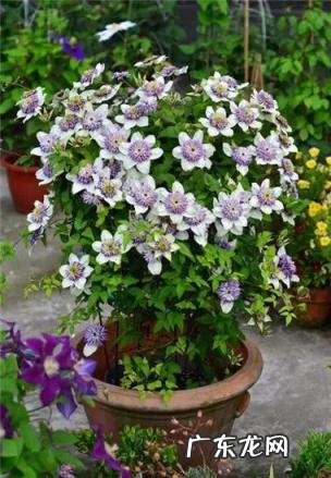 铁线莲花语查理苏 铁线莲的美句