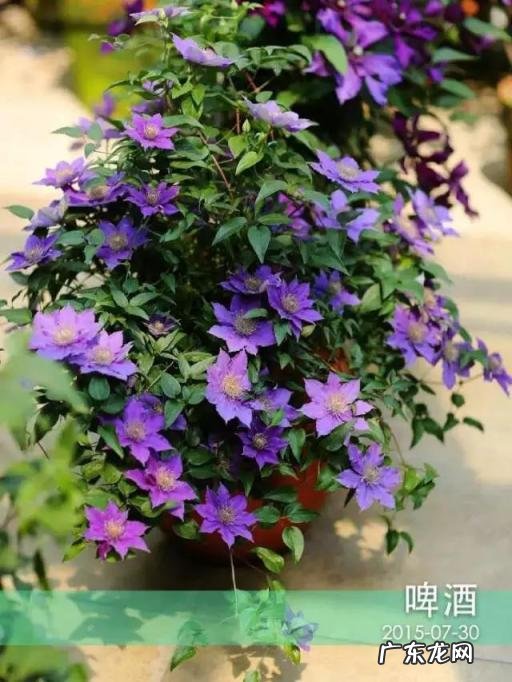铁线莲花语查理苏 铁线莲的美句