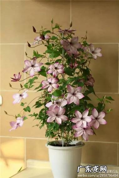 铁线莲花语查理苏 铁线莲的美句