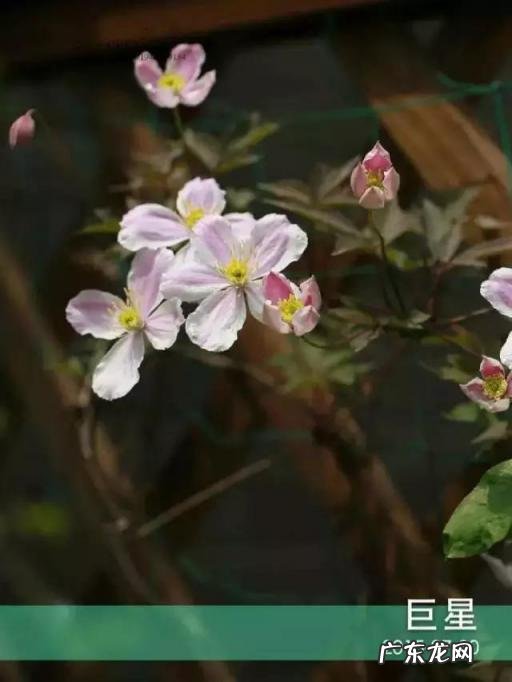 铁线莲花语查理苏 铁线莲的美句