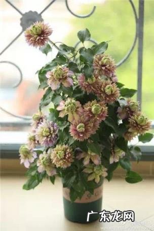 铁线莲花语查理苏 铁线莲的美句