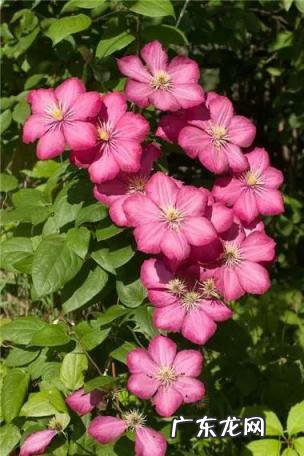 铁线莲花语查理苏 铁线莲的美句