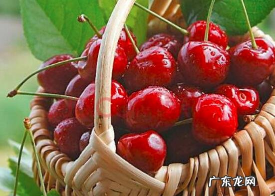 车厘子可以存放多久 车厘子怎么保存放的时间长点