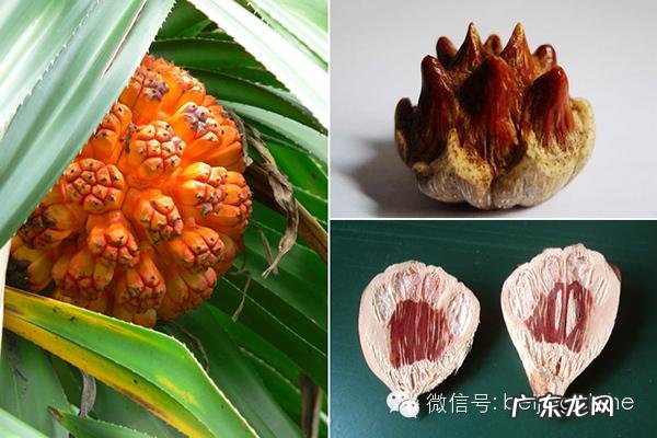 菩提子手串种类 菩提子手串有什么寓意与功效