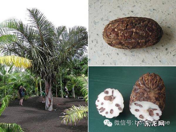 菩提子手串种类 菩提子手串有什么寓意与功效