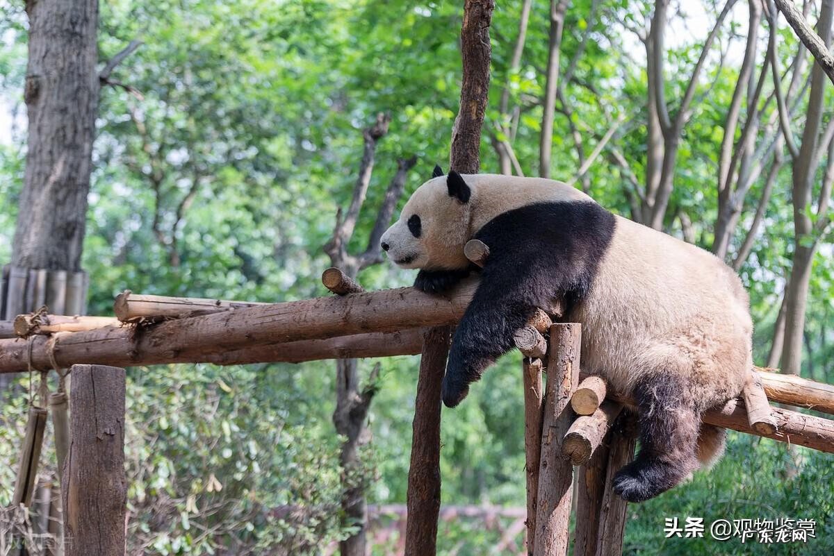 大熊猫的资料完整介绍 简介