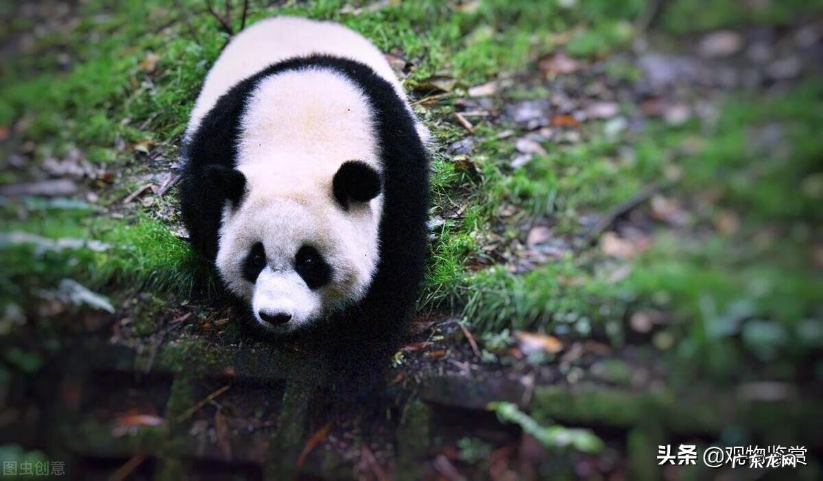 大熊猫的资料完整介绍 简介