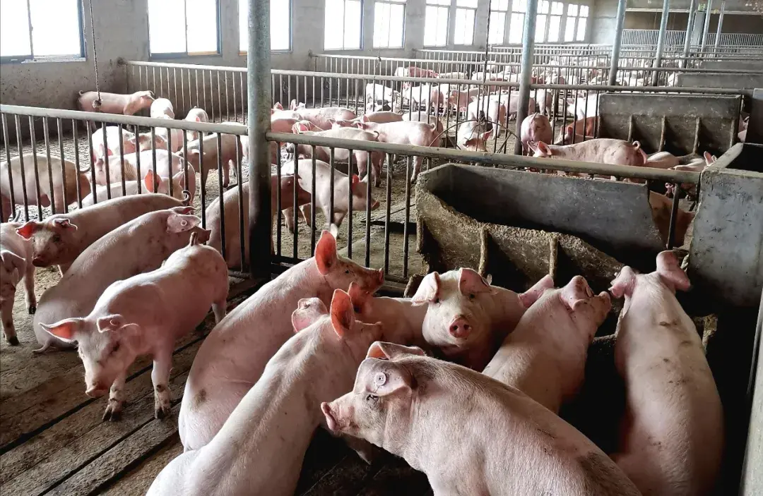 养猪风水学 养猪讲不讲风水