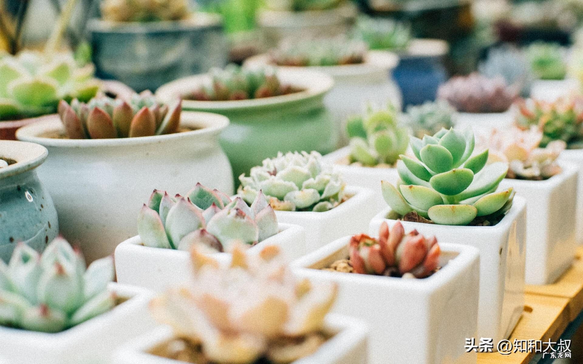 女人可以学风水吗 女人自学风水方法图解