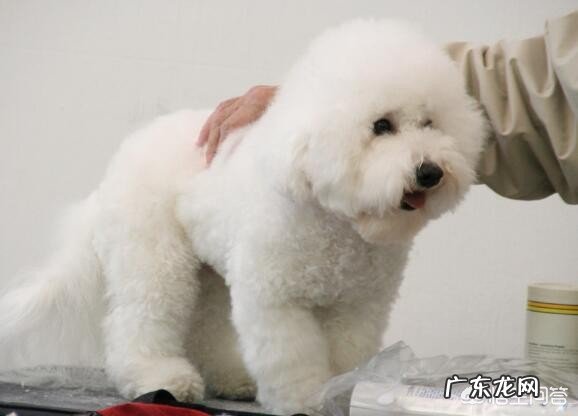 卷毛比雄犬和所谓的比熊犬是同一个种类的狗狗吗?